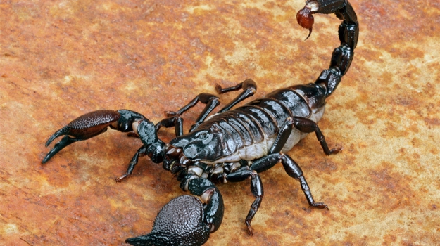Scorpion Venom A New Cure for Treating Brain Tumor