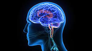 Neurology Surgery - What Are the Specialized Branches and Modern Surgical Methods?
